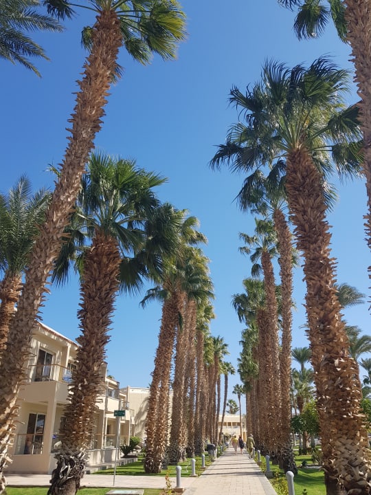 Gartenanlage Beach Albatros Resort