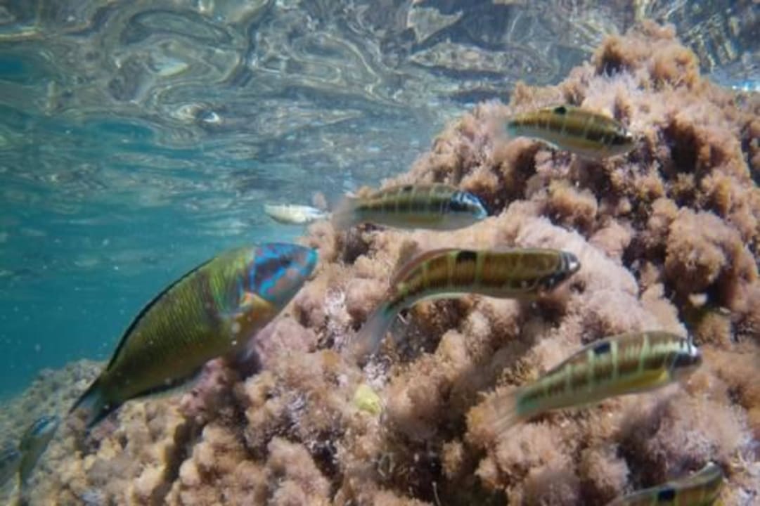 Schwarm Meerpfauen in der Bucht vom Meli Palace Grecotel Meli Palace