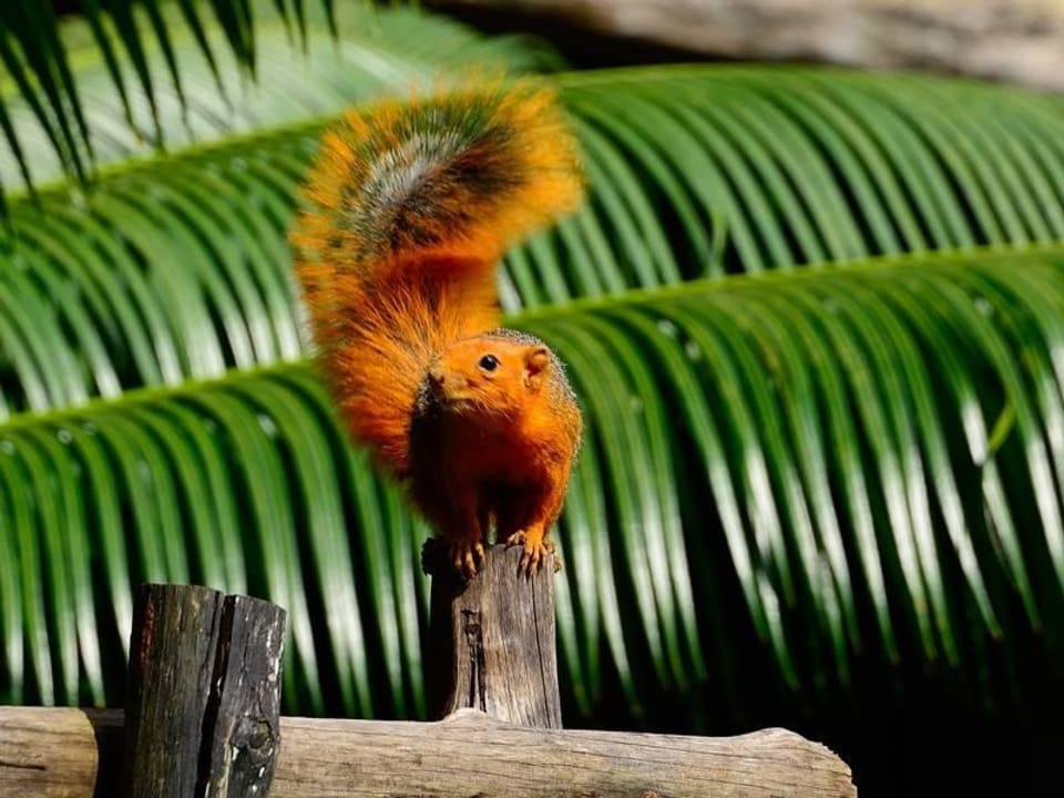 Eichhörnchen Shimba Hills Lodge