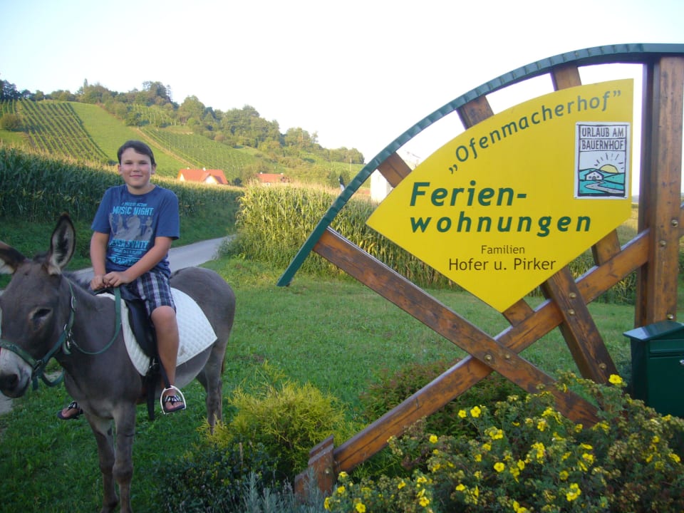 Urlaubserlebnis beim Eselreiten Ferienwohnungen Ofenmacherhof