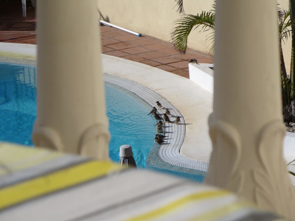 Pool Hotel Paraiso del Conde