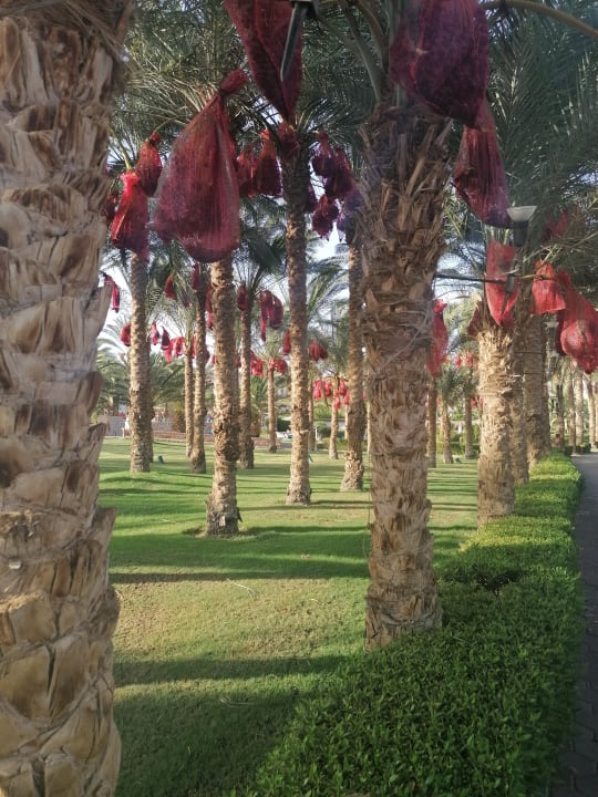 Strand Fort Arabesque Resort, Spa & Villas