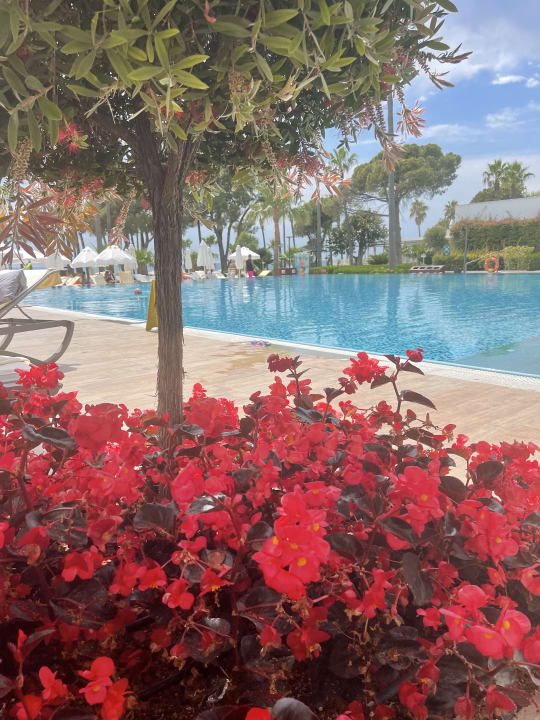 Pool Acanthus Cennet Barut Collection