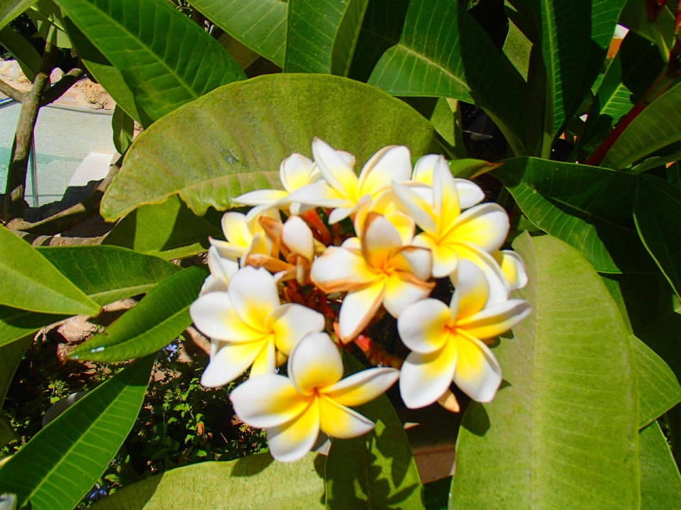 В отеле много зелени Grand Waterworld Makadi & Family Star Makadi