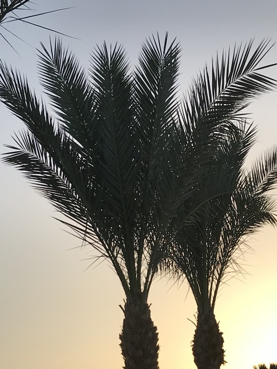 Ausblick Pickalbatros Aqua Blu Resort - Sharm El Sheikh