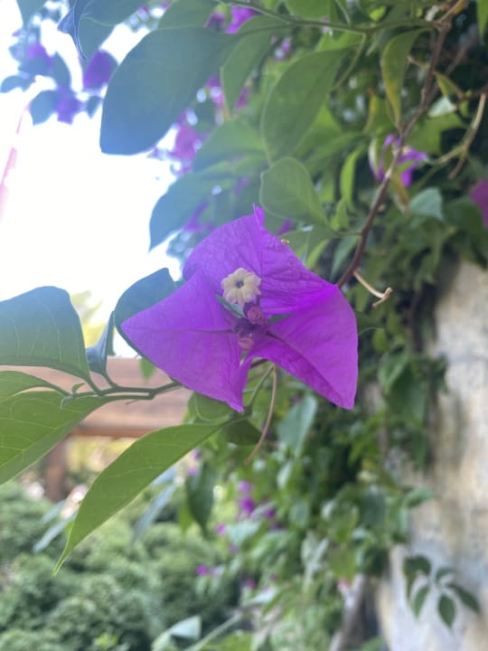 Gartenanlage Bodrum Park Resort