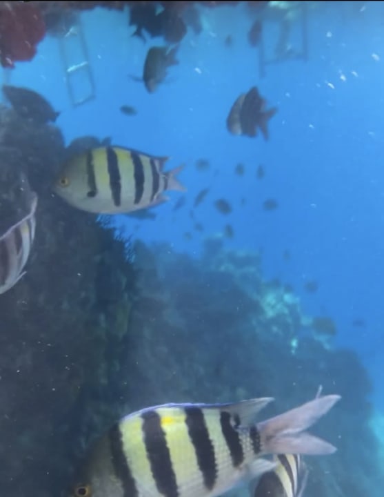 Strand SUNRISE Remal Beach Resort