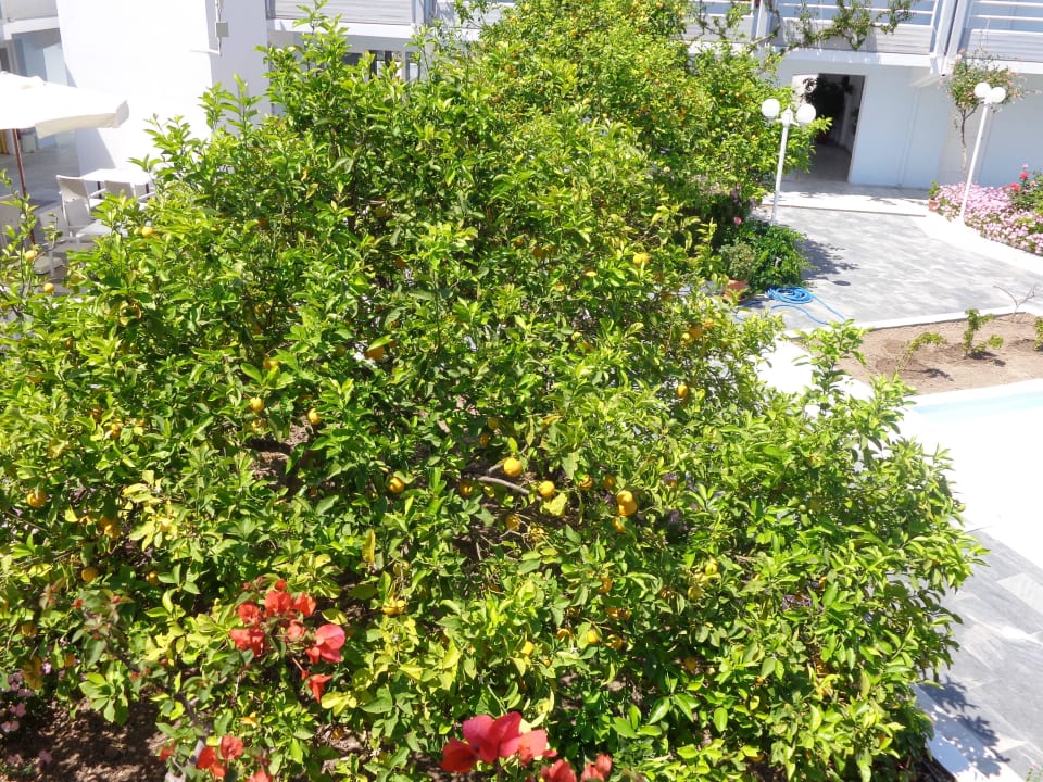 Innenhof Korous Bay  Kouros Seasight Hotel