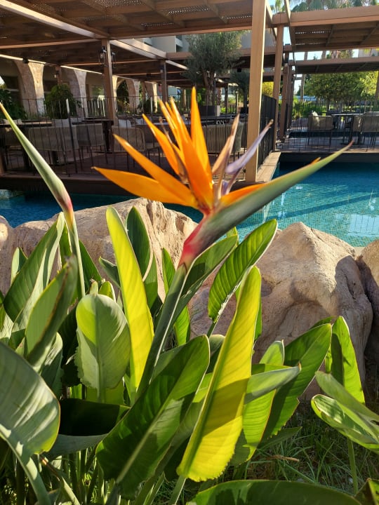 Gartenanlage Atlantica Aegean Blue