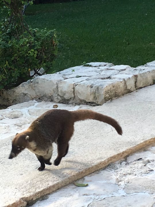 Der Nasenbär wohnt auch dort Viva Azteca by Wyndham - All Inclusive Resort