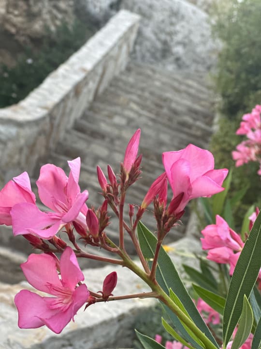 Gartenanlage Hotel Kalithea Horizon Royal