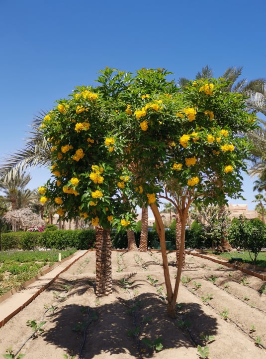 Gartenanlage Mövenpick Resort El Quseir