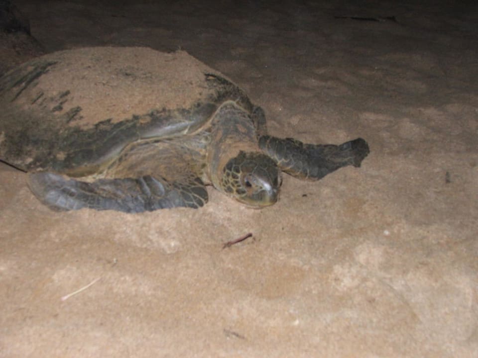 Turtle watching Ankobra Beach Resort