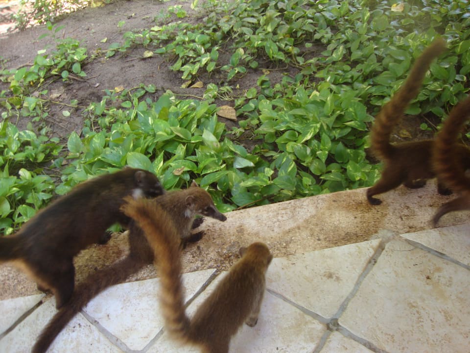 Hotel Catalonia Playa Maroma Catalonia Playa Maroma