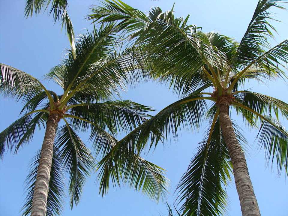 Ist das nicht herrlich? The Laguna A Luxury Collection Resort & Spa