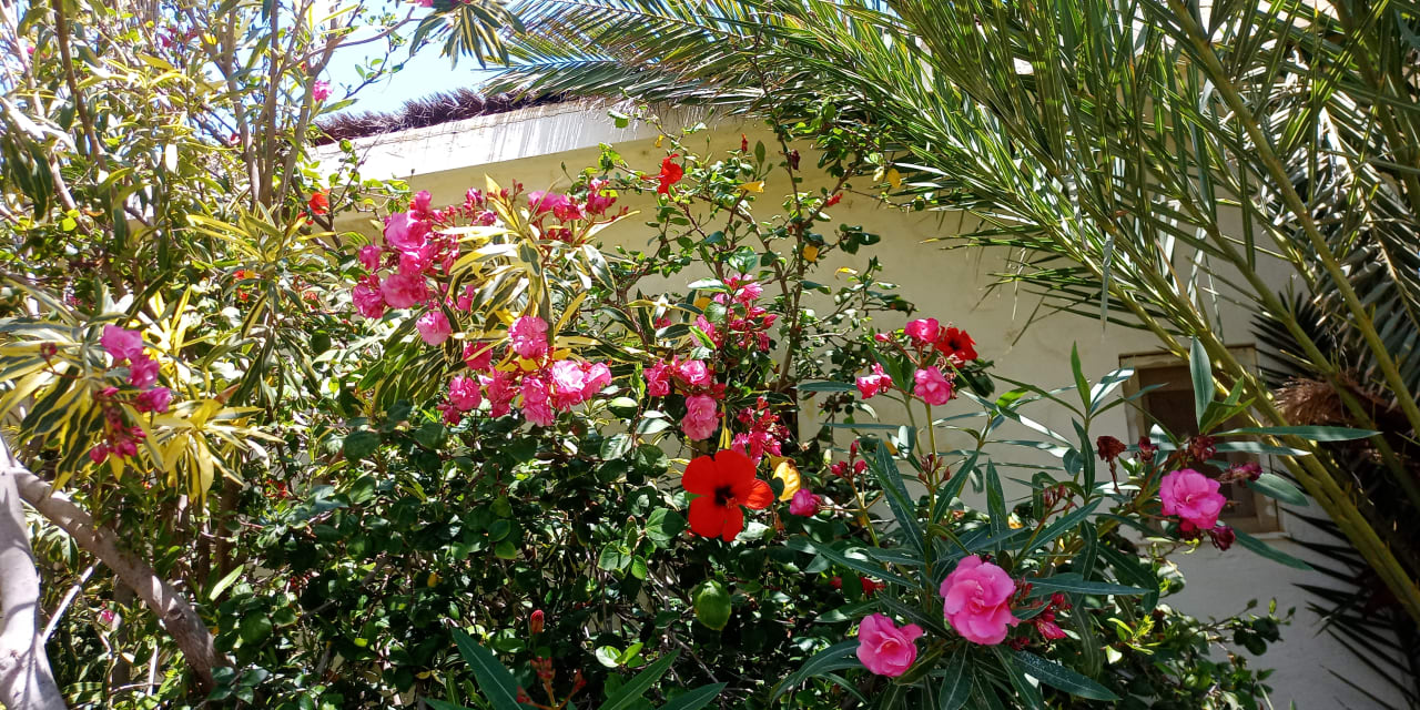 Gartenanlage TUI MAGIC LIFE Penelope Beach