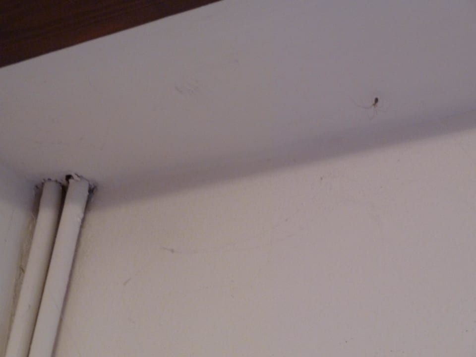 Spinnwebe incl.Spinne für eine Woche Pension Fischinger