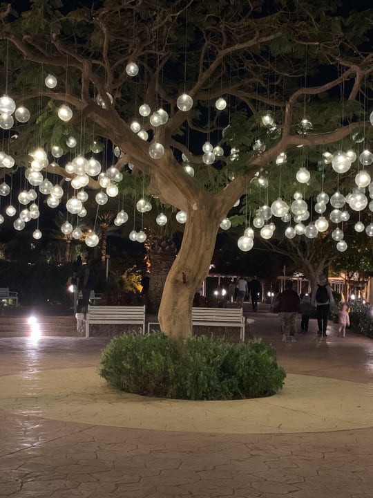 Gartenanlage Desert Rose