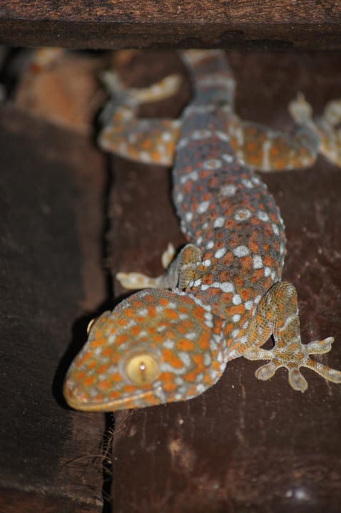 Anlagenbewohner Moracea by Khao Lak Resort