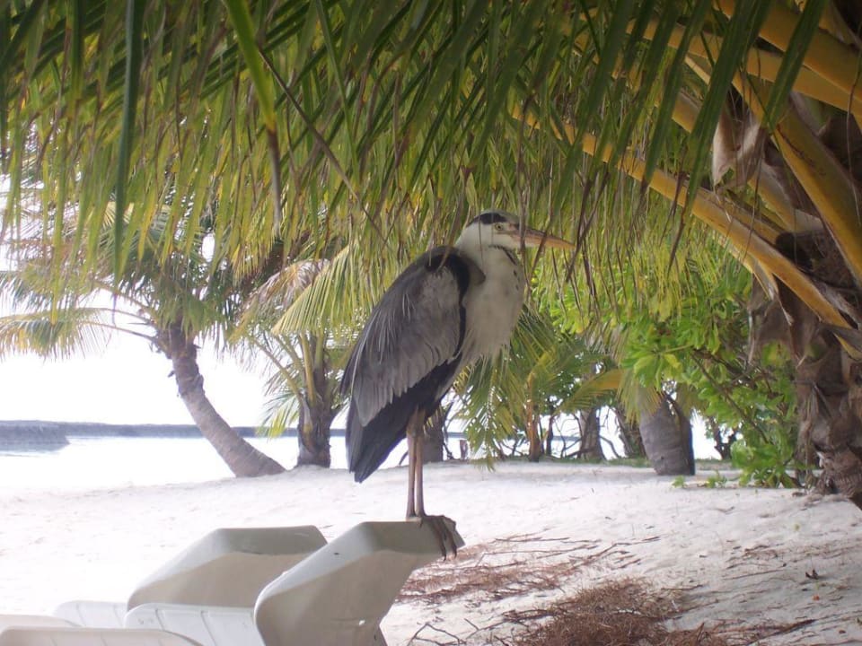 Reiher vor dem Bungalow Kuramathi Maldives