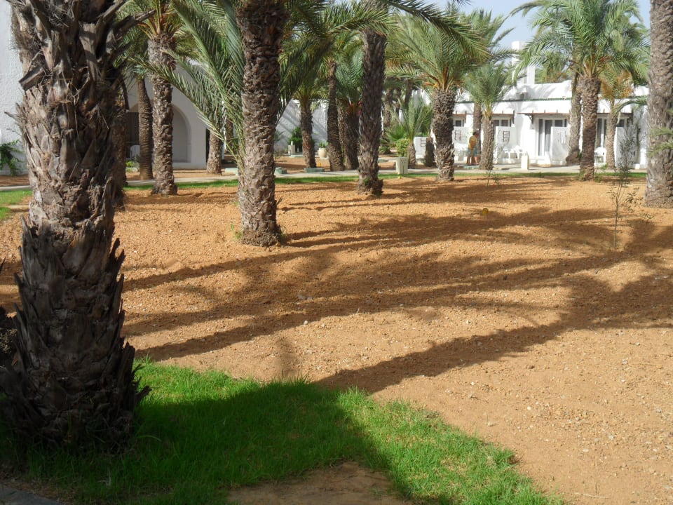 Brachland Monarque Club Rivage