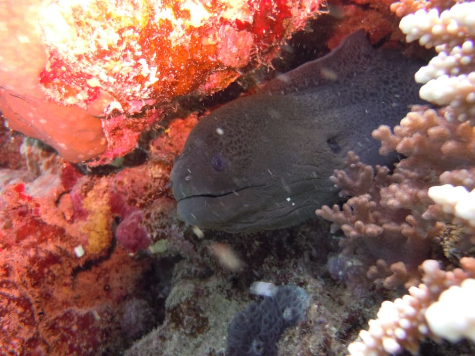 Muräne Lahami Bay Beach Resort