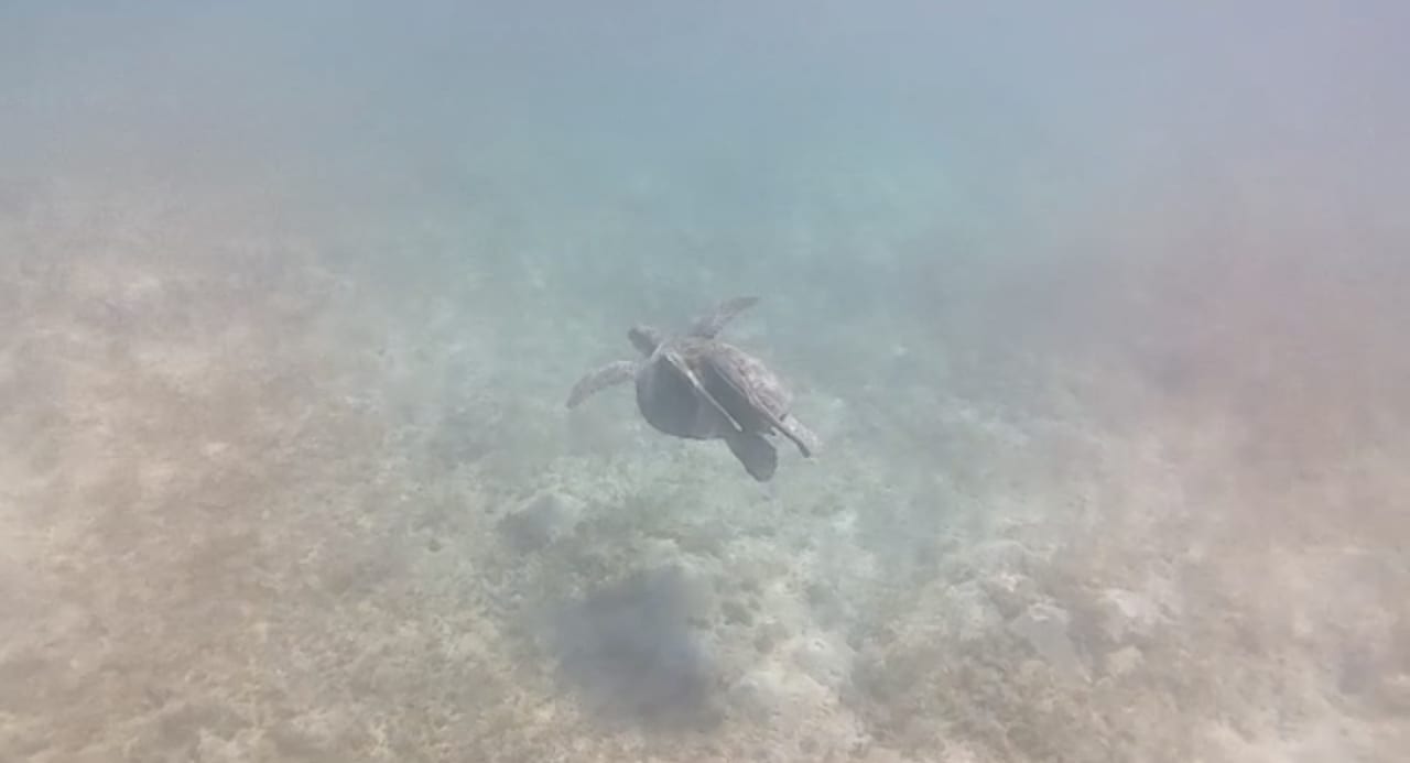 Strand Sentido Caribbean World Soma Bay