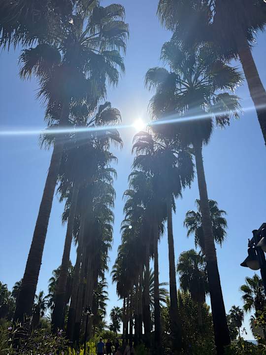 Gartenanlage Royal Atlantis Beach Hotel