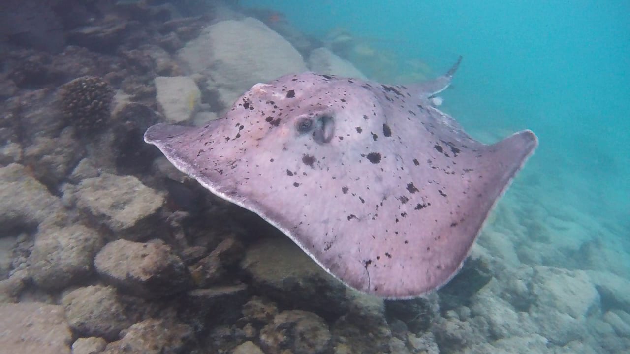 Sport & Freizeit Summer Island Maldives