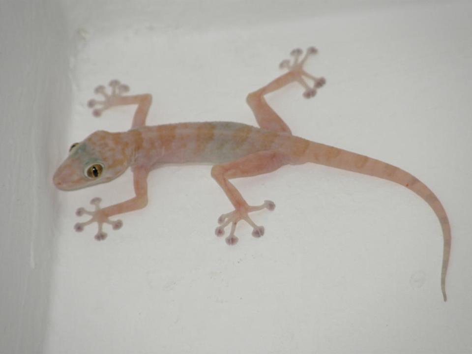 Mitbewohner Pickalbatros Alf Leila Wa Leila Resort - Neverland Hurghada