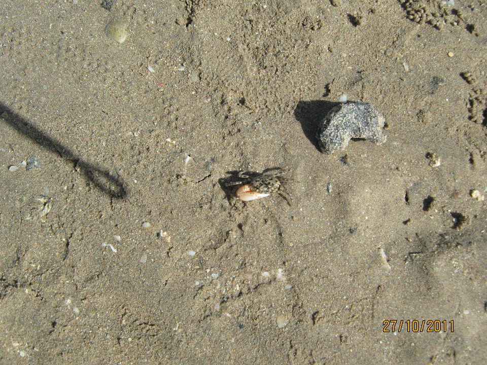 Крабик Pickalbatros Alf Leila Wa Leila Resort - Neverland Hurghada