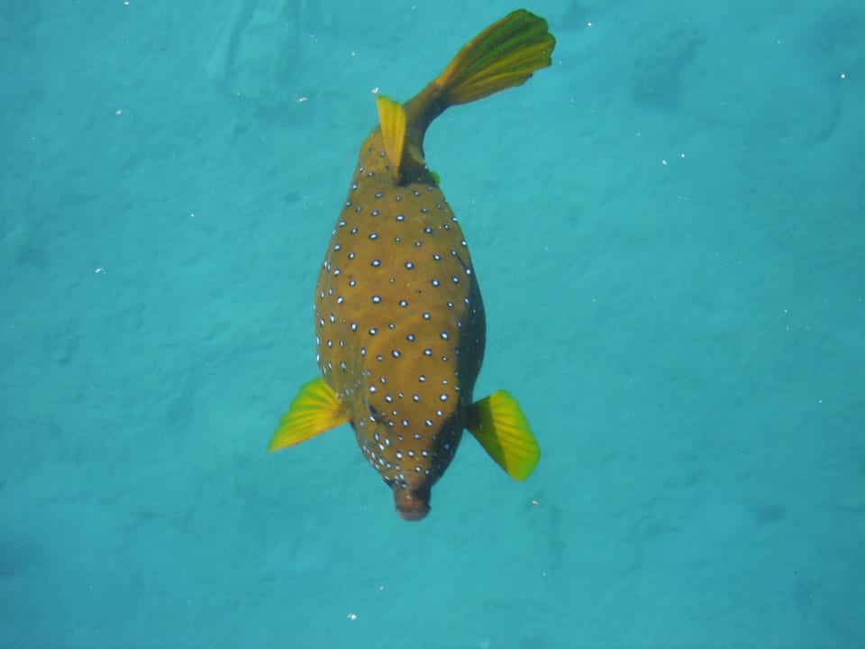 Kugelfisch The Grand Hotel Hurghada