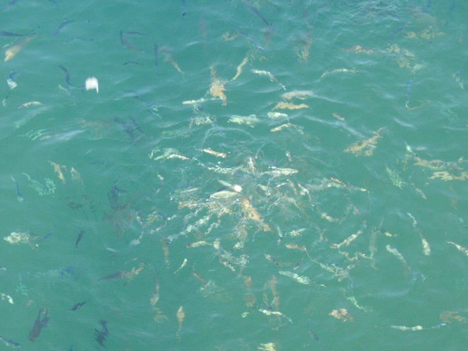 Fische im Wasser Asteria Collection Side