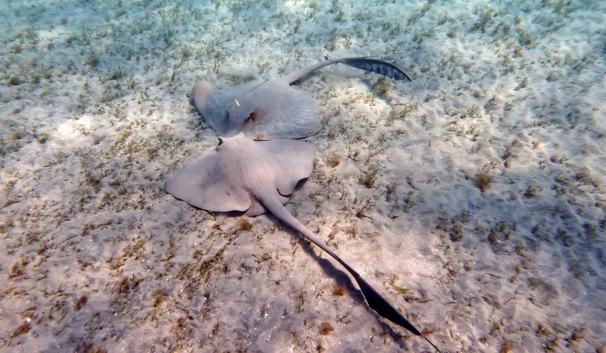 Sport & Freizeit Shams Alam Beach Resort