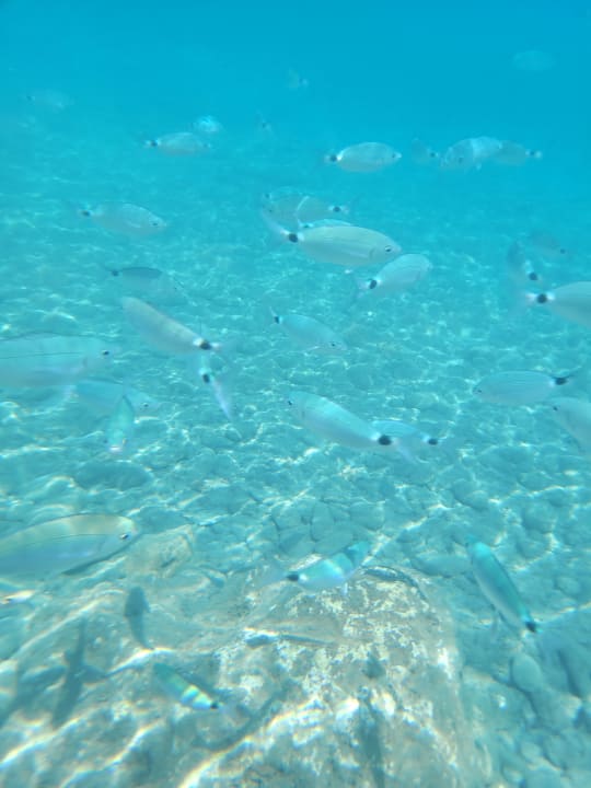 Strand TUI BLUE Oceanis Beach and Spa Resort