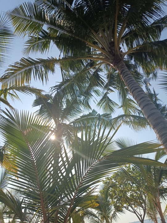 Gartenanlage Hotel Riu Jambo