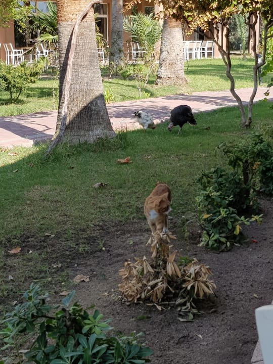 Gartenanlage Seaden Sea World Resort & Spa