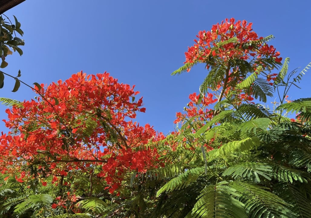 Gartenanlage H10 Playa Esmeralda - Adults only