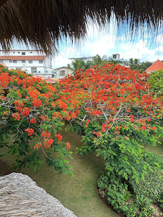 Außenansicht Hotel Viva Dominicus Palace by Wyndham-All Inclusive Resort