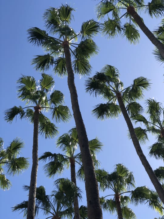 Ausblick Hotel Riu Palace Oasis