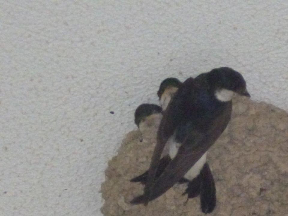 Schwalbennachwuchs Seaden Sea World Resort & Spa