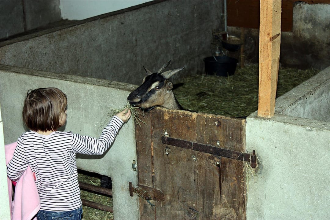 Tiere Kinderferienhof Bergblick