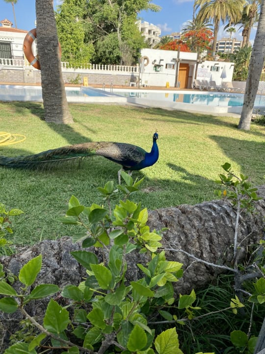 Gartenanlage HL Miraflor Suites Hotel