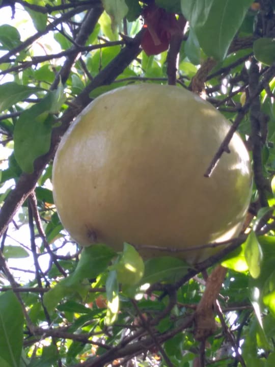 Gartenanlage Pine House by Werde Hotels