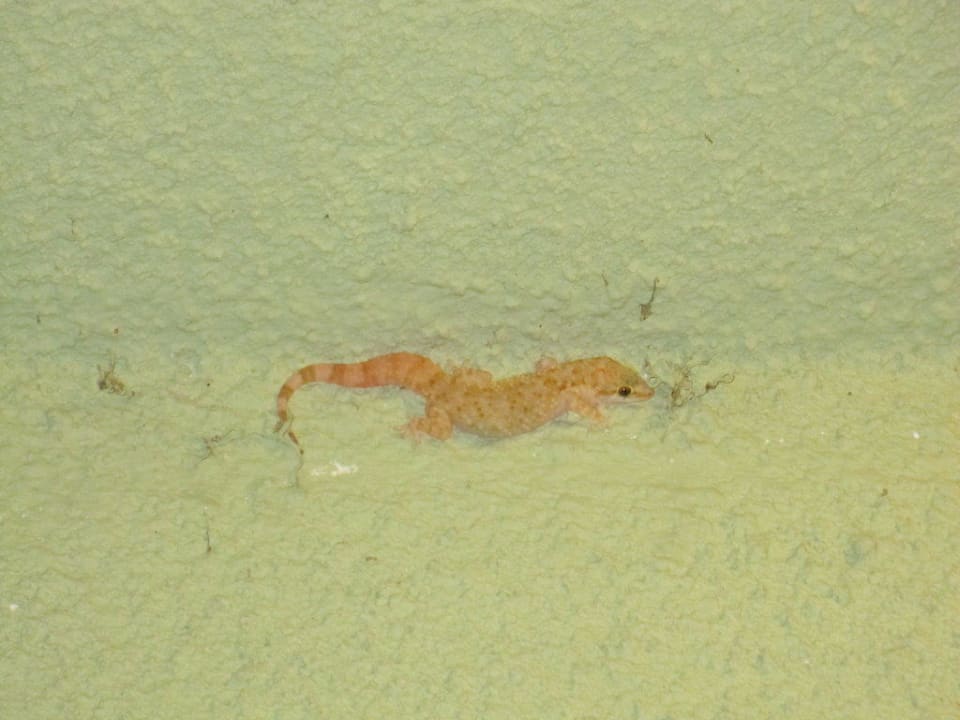 Gecko VONRESORT Golden Beach