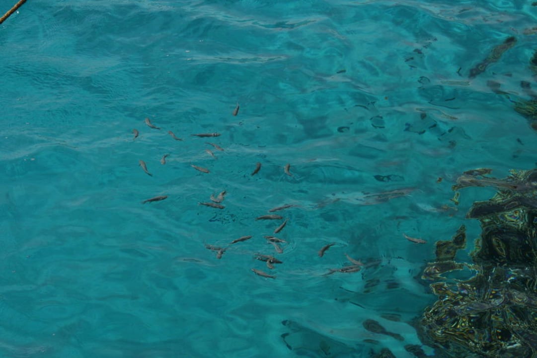 Fische am Riff Mövenpick Resort El Quseir