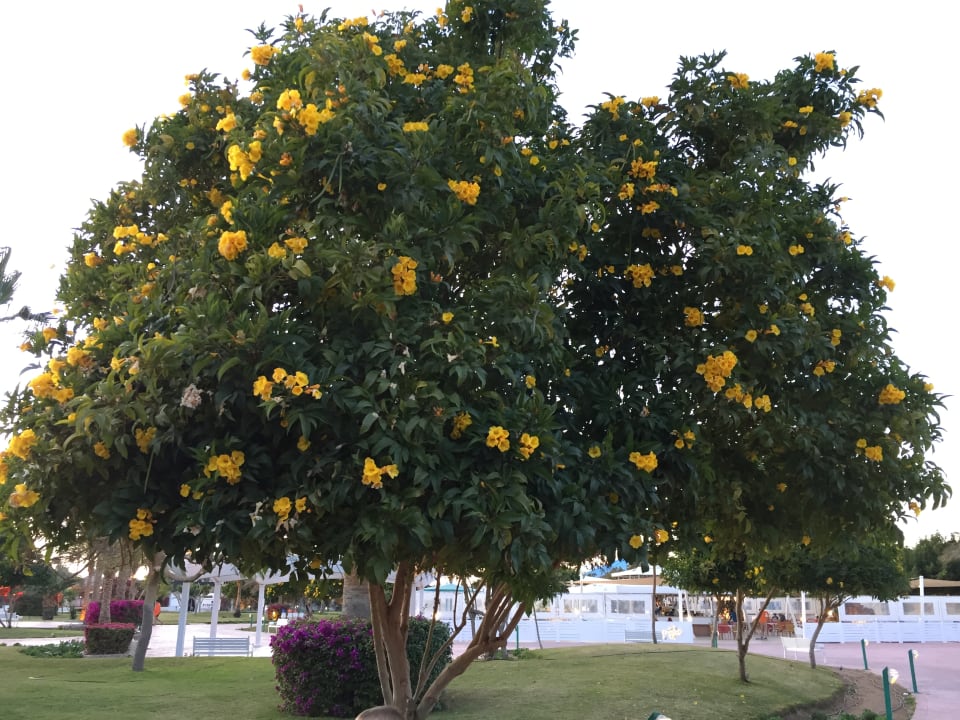 Gartenanlage Desert Rose