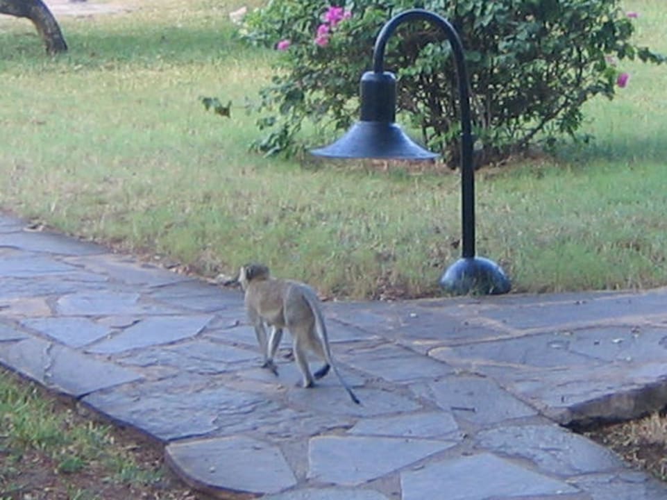 Affen Hotel Jacaranda Indian Ocean Beach Resort