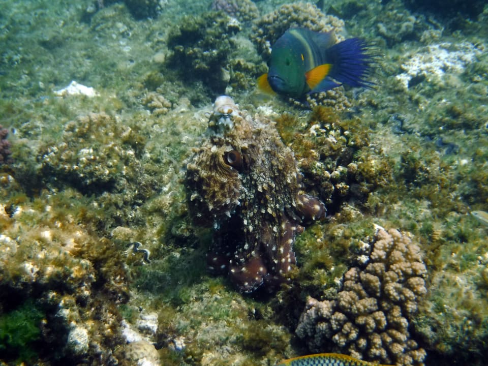 Strand Malikia Resort Abu Dabbab