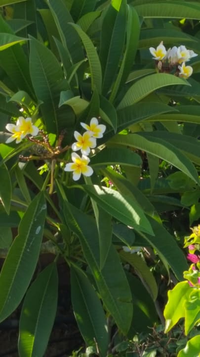 Gartenanlage Sentido Akassia Beach